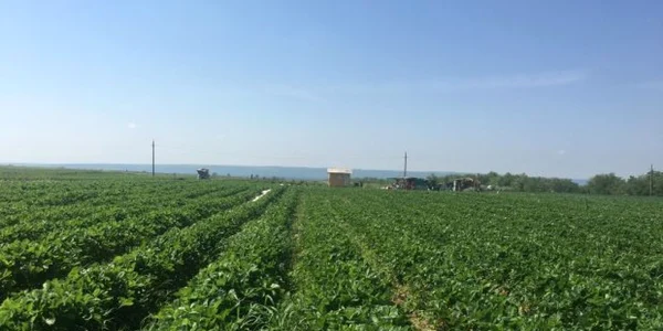 Fermierii susţin că nu mai reuşesc să găsească forţă de muncă 