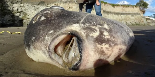 Peste mola tecta gasit pe o plaja din California FOTO Thoma Turner/inaturalist.org