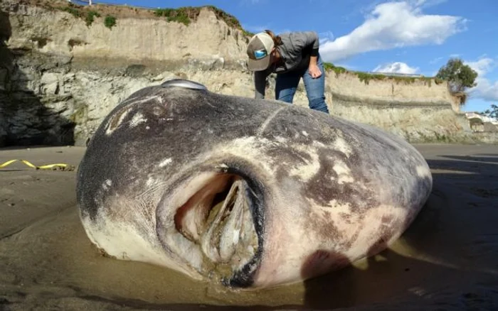 Peştele mola tecta găsit pe o plajă din California FOTO Thoma Turner/inaturalist.org