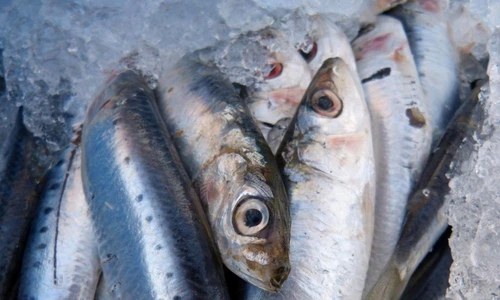 1 68322 original jpg jpeg