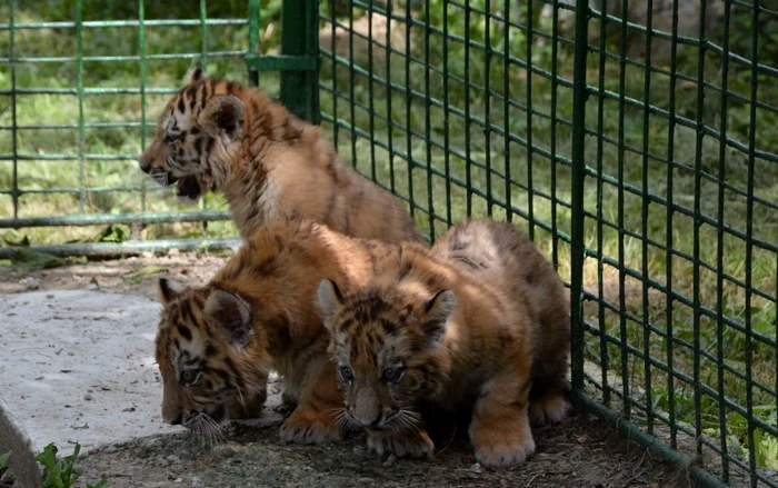 Tigrişorii de la Zoo aşteaptă să fie botezaţi