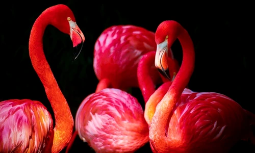 1 71238 original jpg jpeg