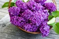 1 flori de liliac remedii jpg jpeg