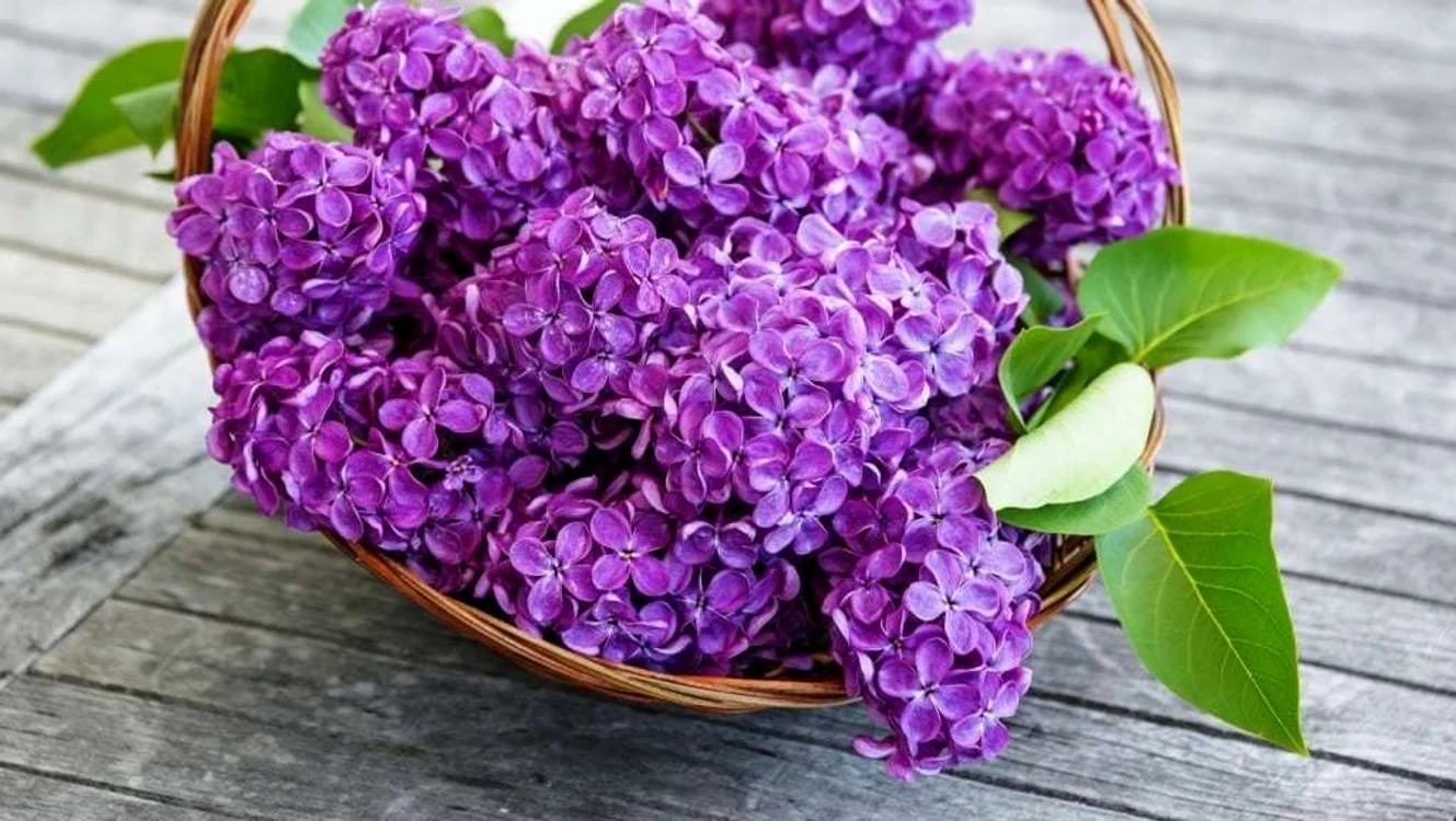 1 flori de liliac remedii jpg jpeg