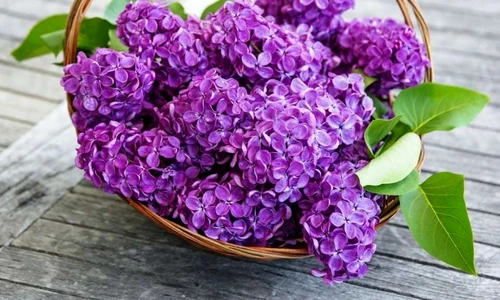 1 flori de liliac remedii jpg jpeg