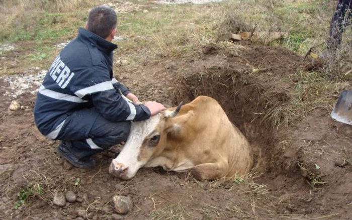 Vaca a fost dusă la pascut şi a fost lăsată nesupravegheată