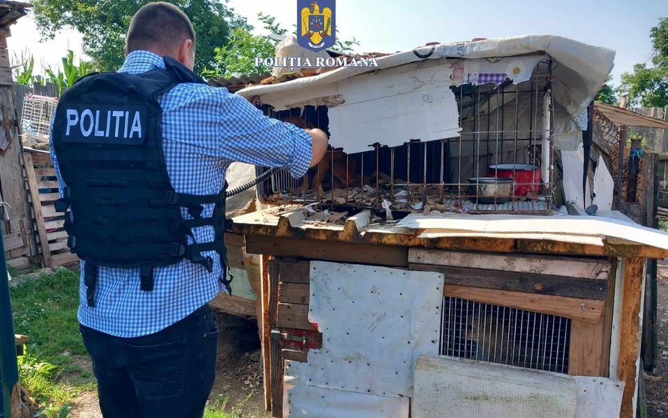 Bărbat reţinut de poliţişti după ce a lovit cu o bâtă, timp de 15 minute, câinele vecinului