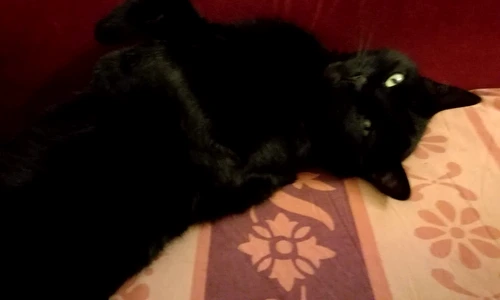 1 84559 original jpg jpeg