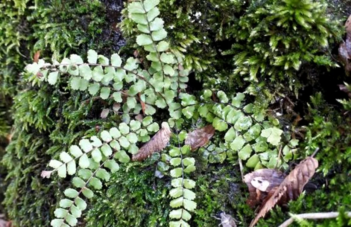 foto Viorica Codruta DARIE