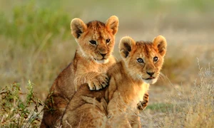 CLIIMA20140225 0123 1 jpeg