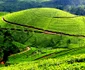 Munnar, India jpeg