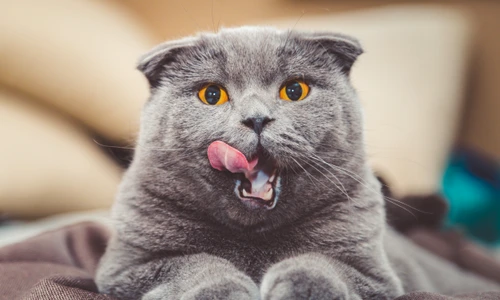 1 shutterstock 761749777 jpg jpeg