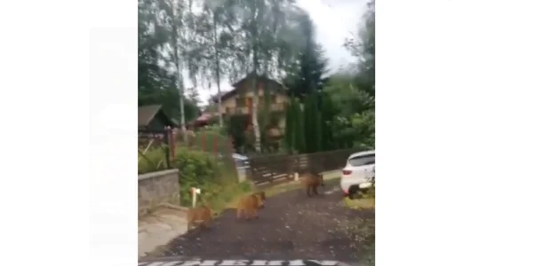 Proci mistreţi alungati de jandarmi din sinaia