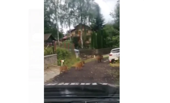 Porcii mistreţi alungaţi de un echipaj de jandarmi FOTO captură video