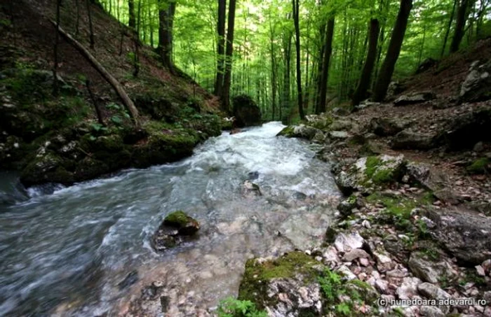 pesterea cioclovina foto daniel guta adevarul