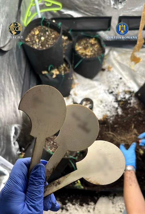 Bărbatul cultiva plantele si vindea drogurile. FOTO DIICOT