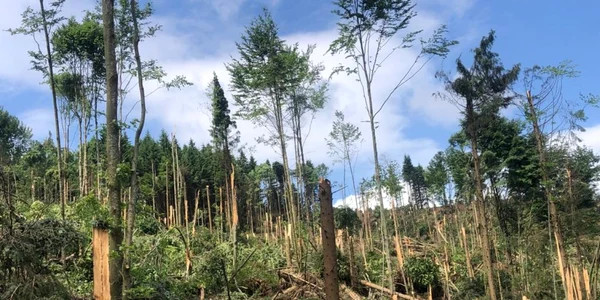 padure doborata de vant judetul suceava 