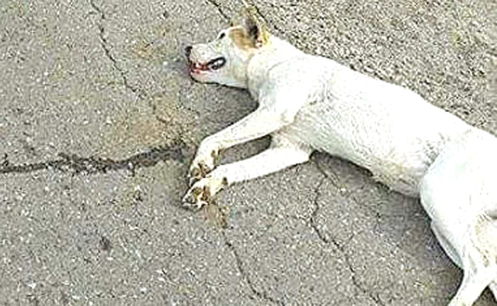 Animăluţul care a fost la un pas de moarte a fost adoptat de o familie iubitoare