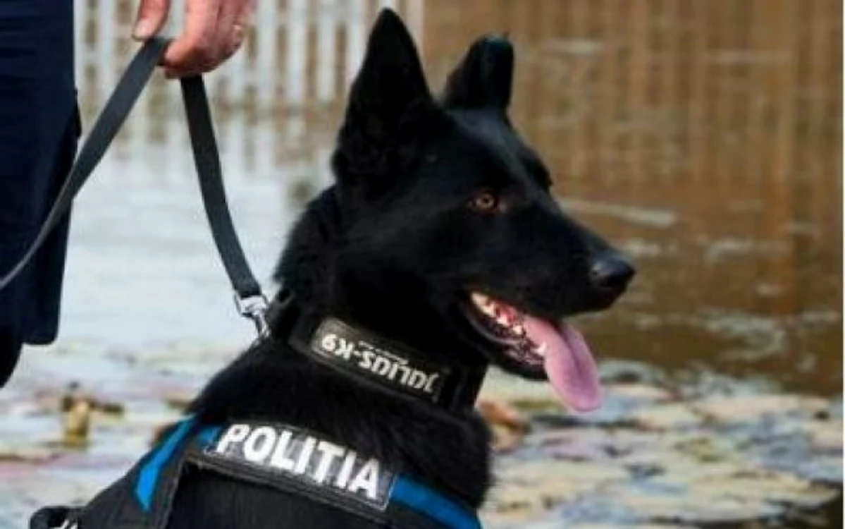 Teba, câinele de urmă care l-a mirosit pe criminalul de la Satu Mare. FOTO: Arhivă personală