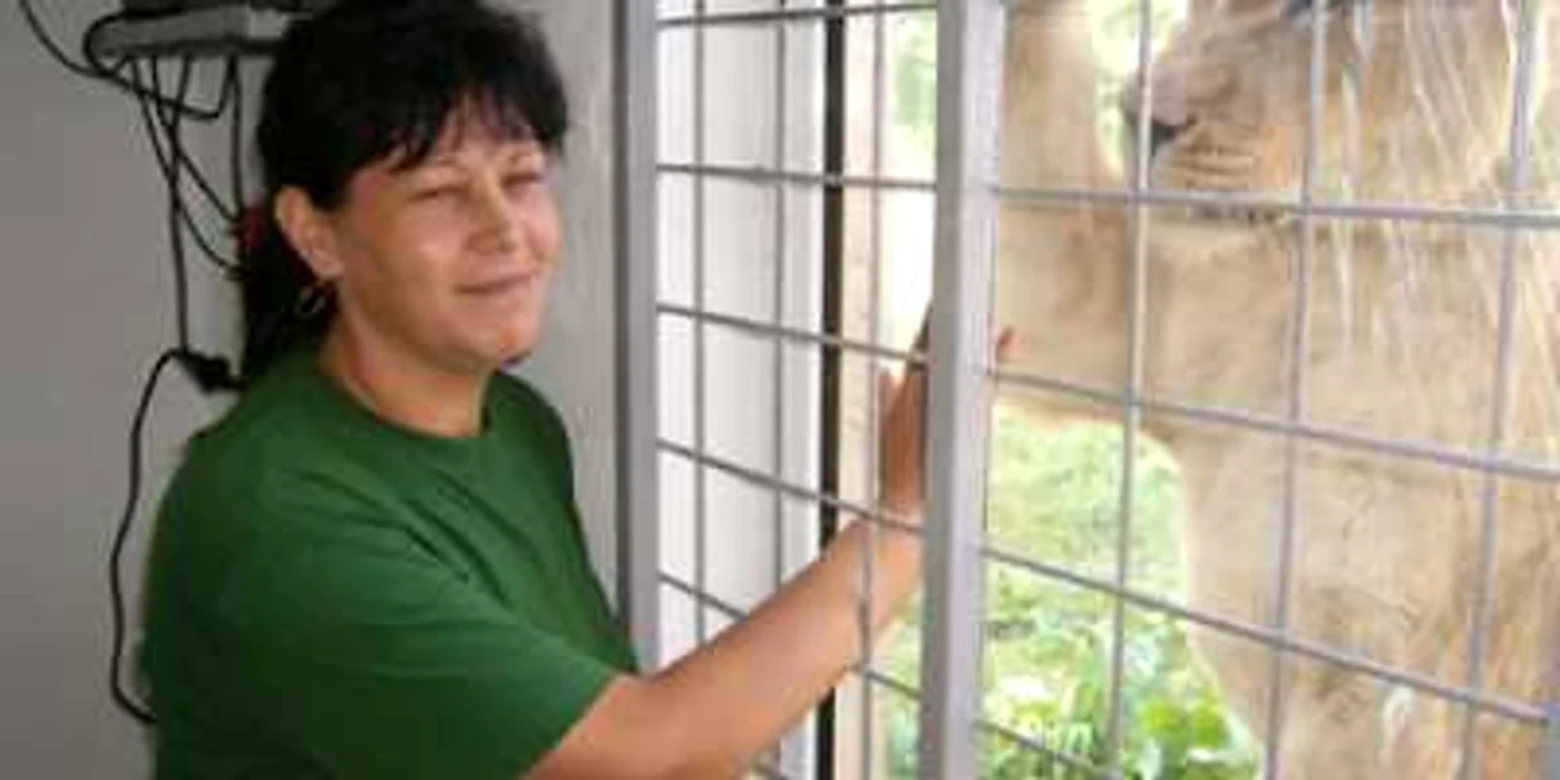 Ploieşti: Elena David îngrijeşte leii de la Zoo