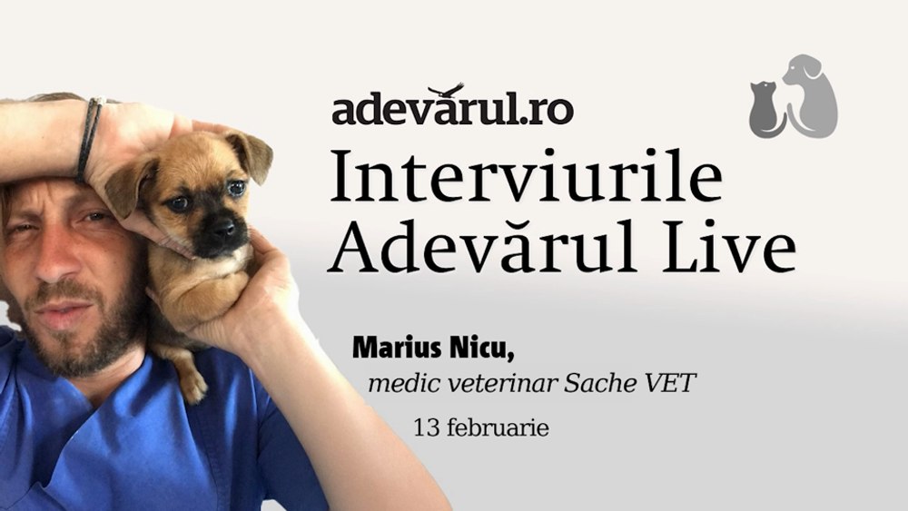 Cum ajutăm animalele traumatizate și salvate să se refacă fizic și emoțional, explică Marius Nicu, medic veterinar 