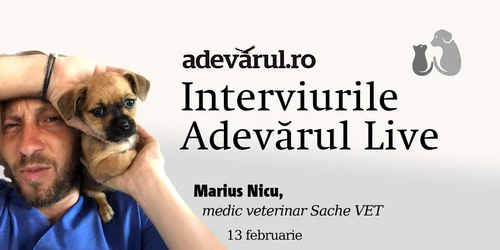 Cum ajutăm animalele salvate să se refacă fizic și emoțional mp4 thumbnail png
