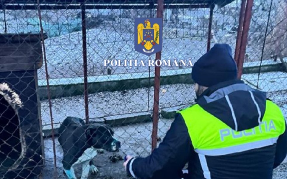 Percheziții la persoane bănuite de organizarea de lupte între câini.  Proprietarul animalelor a fost amendat