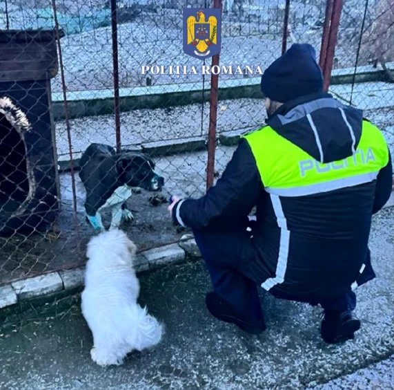 Percheziții într-un dosar penal privind organizarea de lupte între câini Foto: Poliția Română