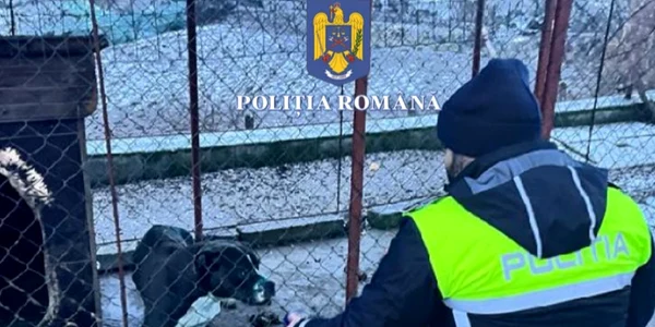 caini folositi la lupte foto politia romana jpg