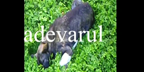 Astfel de masacre sunt la ordinea zilei în Găeşti