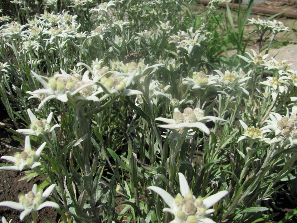 floare de colt