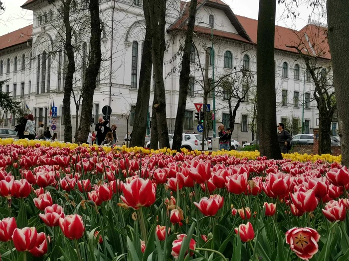 Simfonia florilor în Parcul Justiției FOTO Ștefan Both