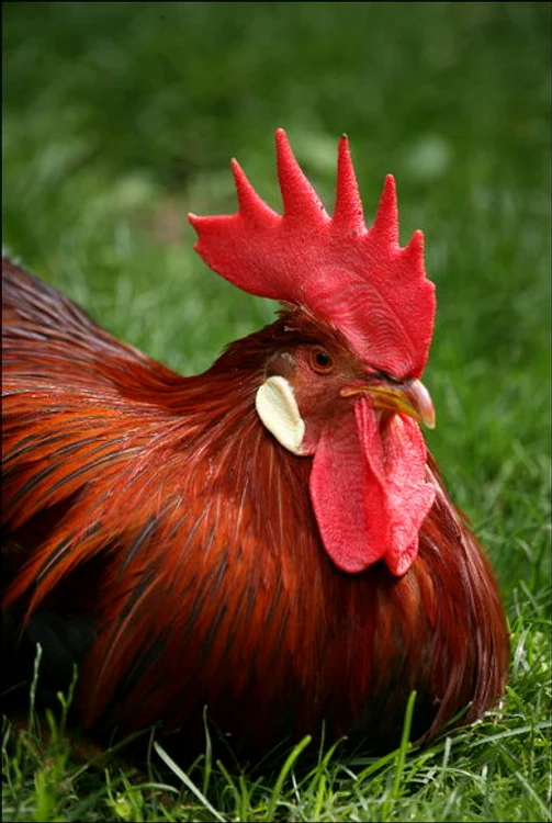 Cocoş