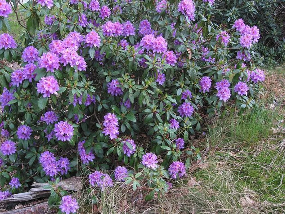 Flori de rododendron pe dealurile din Turcia