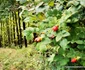 Pădurea de castani, Ghelari Foto Daniel Guță (1) jpg
