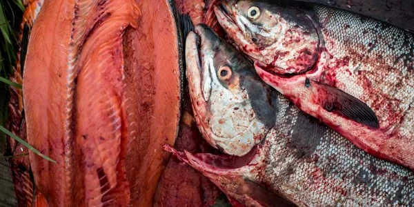 Somon proaspăt prins e pregatit pentru gătit în Newtok Alaska FOTO Guliver/GettyImages