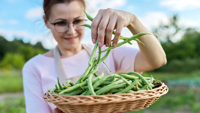 Graţie proteinelor conţinute, fasolea verde aduce numeroase beneficii organismului