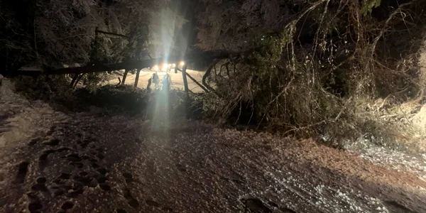 Drumul spre Păltiniş - Sibiu blocat de un copac căzut pe carosabil Foto Info trafic Sibiu - credit Ioana Mihaella