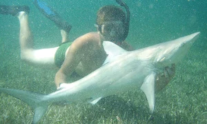 Înoată cu rechinii, deşi a fost muşcat de unul acum un an jpeg