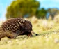 Echidna cu Cioc Scurt. FOTO earth.com