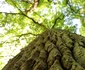 Parcul dendrologic Simeria Foto Daniel Guță ADEVĂRUL (18) JPG