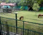 Zoo Targoviste