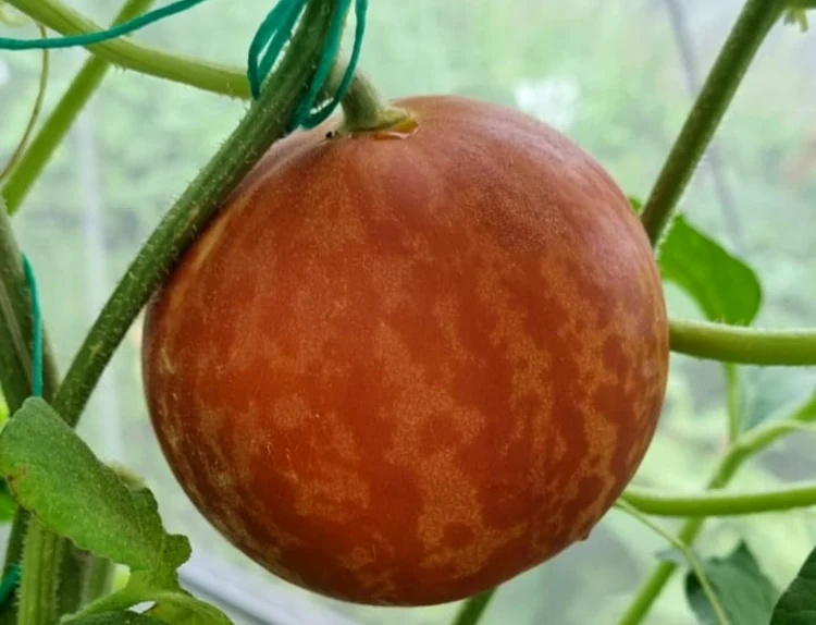 Kajari melon, o specie de pepene aclimatizat la Buzău FOTO: Banca de Resurse Vegetale