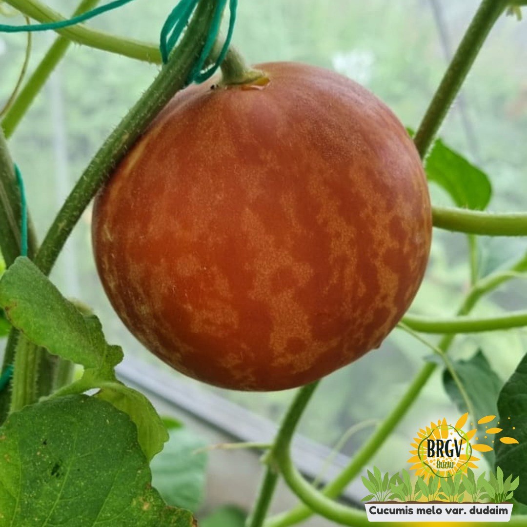 Un pepene exotic adus din India, cu aromă de înghețată, în România