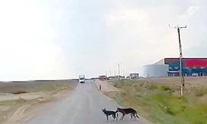 Mama sesizează pericolul şi îl apucă de coadă pe căţelandru jpeg