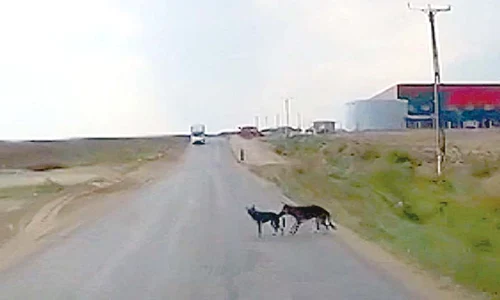 Mama sesizează pericolul şi îl apucă de coadă pe căţelandru jpeg