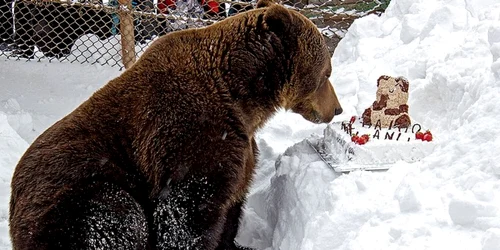 ursu baloo foto skistraja