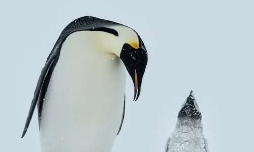 Puii de pinguin fotografiați de inginerul german au numai trei luni jpeg