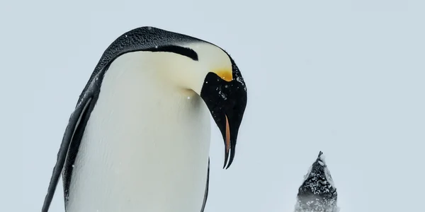 Puii de pinguin fotografiați de inginerul german au numai trei luni jpeg