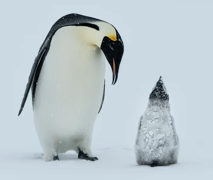 Puii de pinguin fotografiați de inginerul german au numai trei luni